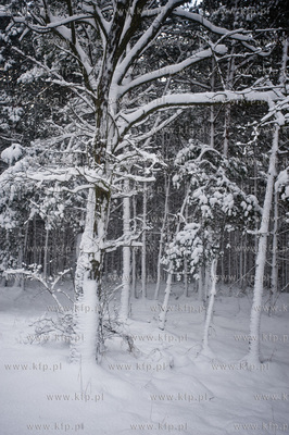 Ggansk. Gorki Zachodnie. Osniezony zimowy krajobraz...