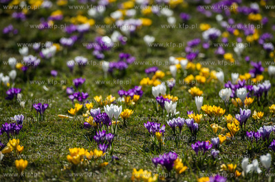 Gdynia. Chylonia. Kolorowe krokusy, ktore zakwitly...