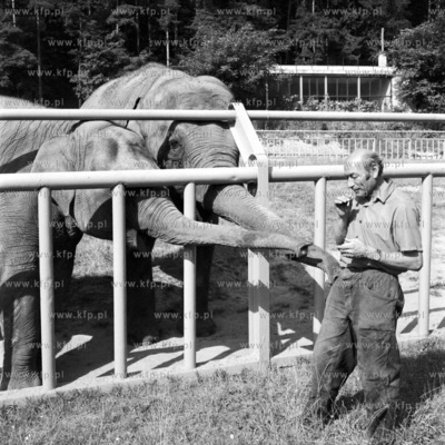 Slonie z oliwskiego ZOO Samantha i Bonza wyciagaja...