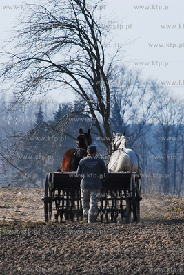Wiczlino k/Gdyni. Edmund Meieronke obsiewa pole siewnikiem...