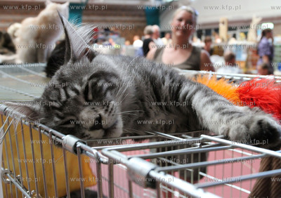 Dwunasta Miedzynarodowa Wystawa Kotow Rasowych Sopot...