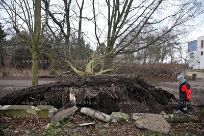 Gdansk. Wichura. Nz. przewalone drzewo w przy alejkach...