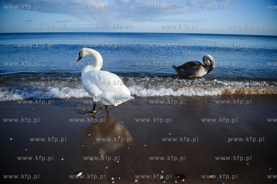 Sopot. Sloneczny dzien na plazy.
09.12.2011
fot....