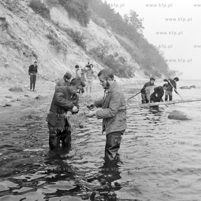 Polawiacze bursztynu na plazy w Gdyni Orlowie. 
07.09.1973
2wrzesien73_z.kosycarz_p18
Fot....