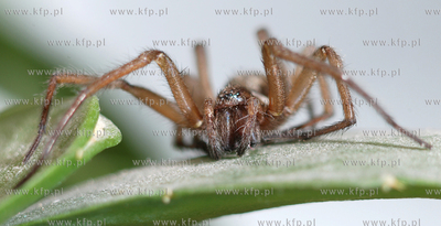 Pajak.
29.11.2006
fot. Andrzej J. Gojke / KFP