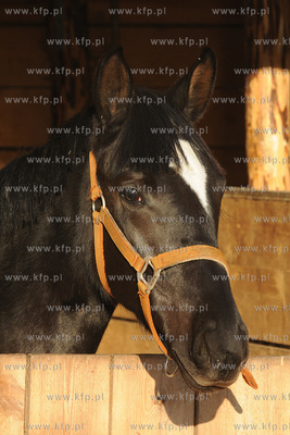 Kon
27.12.2008
Fot. Andrzej J. Gojke / KFP