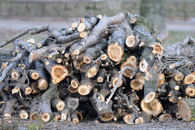 Rozpoczela sie wycinka starych, chorych i zagrazajacych...