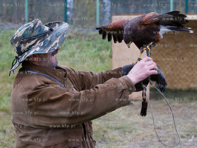 Sokolnik ze skrzydlatymi przyjaciolmi, nowymi pracownikami...