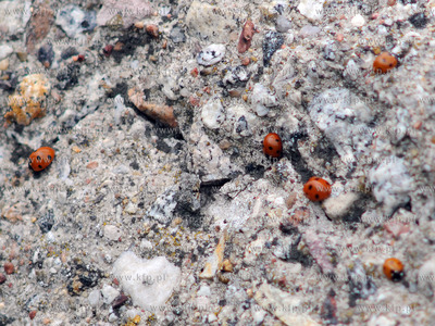 Tysiace biedronek pojawilo na plazy i okolicach Grand...