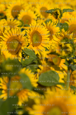Sloneczniki z Ogrodzienca. 24.07.2012 fot. Pawel Marcinko...