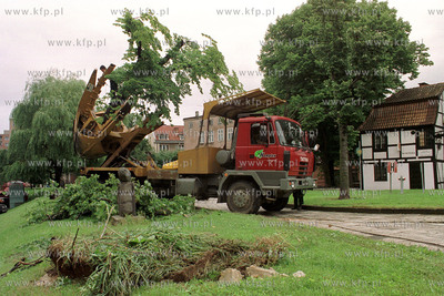 Przesadzanie drzew z okolic hotelu Hevelius w Gdansku....