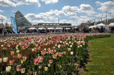 Sopot. Tulipany i plac Przyjaciol Sopotu bedacy czescia...