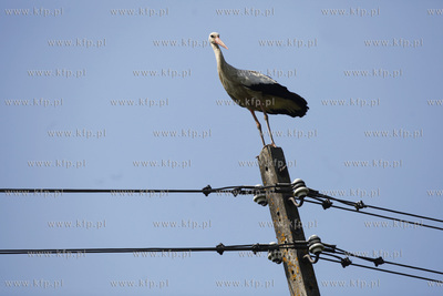 Kowale. Obraczkowanie bocianow bialych. Akcja odbywa...