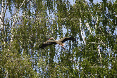 Bakowo. Obraczkowanie bocianow bialych. Akcja odbywa...