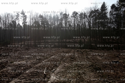 Gigantyczny wyrąb drzew w Trójmiejskim Parku Krajoobrazowym.
25.03.2015
fot....