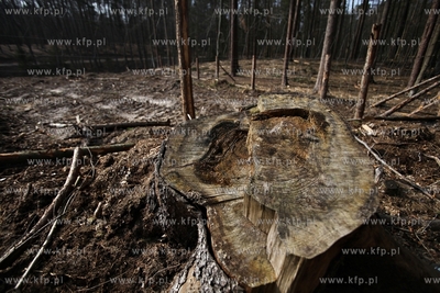 Gigantyczny wyrąb drzew w Trójmiejskim Parku Krajoobrazowym.
25.03.2015
fot....