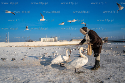 Zimowa Gdynia. Dokarmianie ptaków na plaży miejskiej....