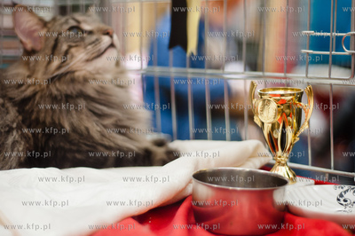 Gdansk. Galeria Baltycka. Obchody swiatowego dnia kota....