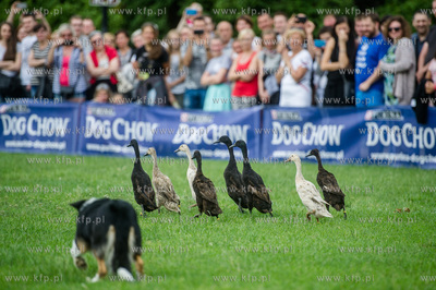 Sopot. Łazienki Połnocne. Zawody Latających Psów.
Nz...