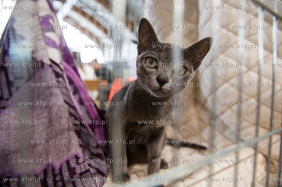 Hipodrom Sopot. Międzynarodoa Wystawa Kotow Rasowych...