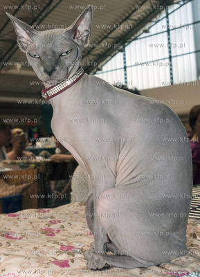 Miedzynarodowa Wystawa Kotor Rasowych w Sopocie.
04.08.2013...