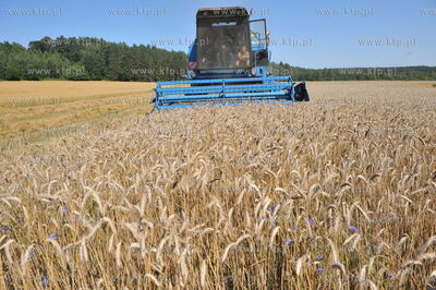 Zniwa pszenzyta na polach w Sulminie na Kaszubach....