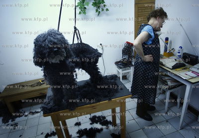 Gdansk Zaspa. Zaklad strzyzenia psow.
05.05.2009
fot....