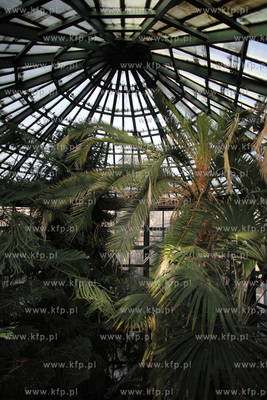Palmiarnia w Parku Oliwskim. 04.01.2013 fot. Krzysztof...
