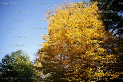 Sopot. Park Polnocny.
14.10.2013
fot. Krzysztof Mystkowski...