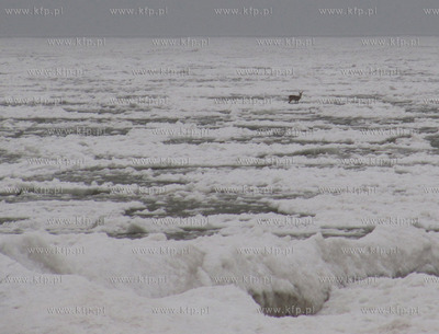 Ustronie Morskie. Strazacy uratowali sarne dryfujaca...