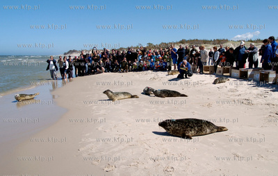 Czolpino

Pracownicy Fokarium z Helu wypuscili na...