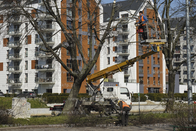 Przycinka, redukcja korony drzew na Kamiennej Grobli...