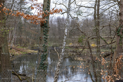 Sopot. Staw Mazowiecki. Drzewa zabiezpieczone siatką...
