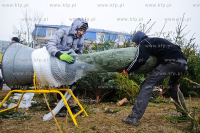 Gdansk. Sprzedaz choinek na osiedlu Chelm. 
23.12.2011
fot....