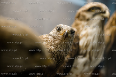Uniwersytet Gdanski. Wydzial Biologii. Ekspozycja gadow,...