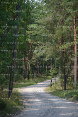 Powiat Koscierski. Sciezka lesna.
04.08.2015
fot....