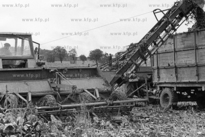 Zbiór buraków cukrowych na Żuławach. 
13.09.1979
odb_2020_05_12
Fot....