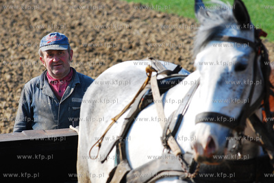 Wiczlino k/Gdyni. Edmund Meieronke obsiewa pole siewnikiem...