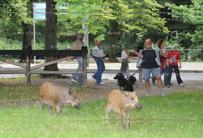 Dziki pojawily sie przy karczmie Harnas w okolicach...