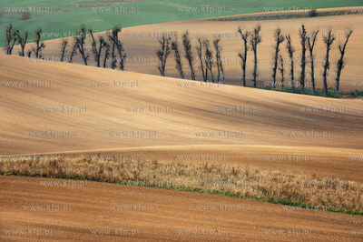 Morawy. Czechy. Okolice miejscowosci Kijev. Nz. pola...