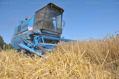 Zniwa pszenzyta na polach w Sulminie na Kaszubach....