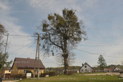 Sulmin wies na Kaszubach. 28.04.2012 fot. Kinga Kosycarz...