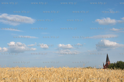Zukowo na Kaszubach. Pole ze zbozem pomiedzy ul. Cicha...