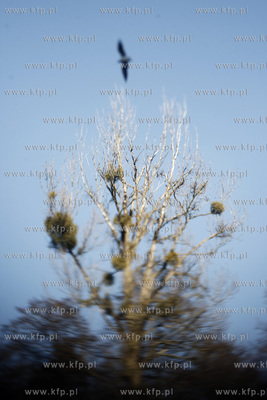 Park oliwski. Drzewa.
31.01.2011
fot. Krzysztof Mystkowski...