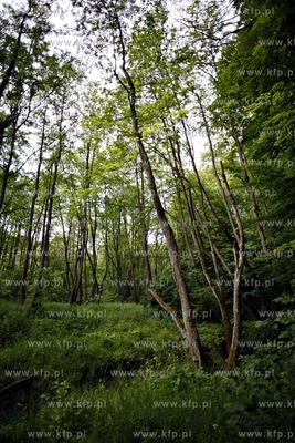 Trojmiejski Park Krajoobrazowy. Dolina Radosci. 12.06.2012...