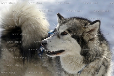 Sopot. Borodziej. Zawody dogtrekkingu - inauguracja...