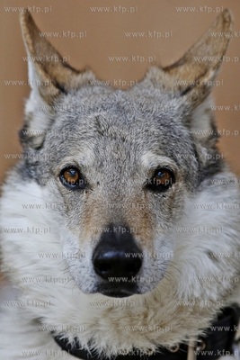 Sopot. Hipodrom. Psie zawody o Puchar Planet Pet Society...