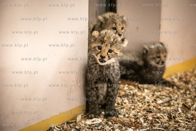 W gdańskim zoo urodziły się gepardy grzywiaste....
