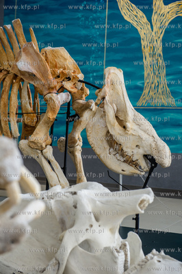 Uniwersytet Gdanski. Wydzial Biologii. Ekspozycja szkieletow...