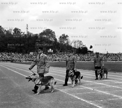 Psy milicyjne na stadionie Lechii Gdansk, pokaz podczas...